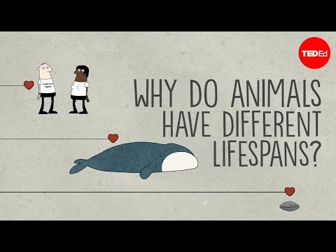 Proč mají zvířata tak rozdílnou délku života?