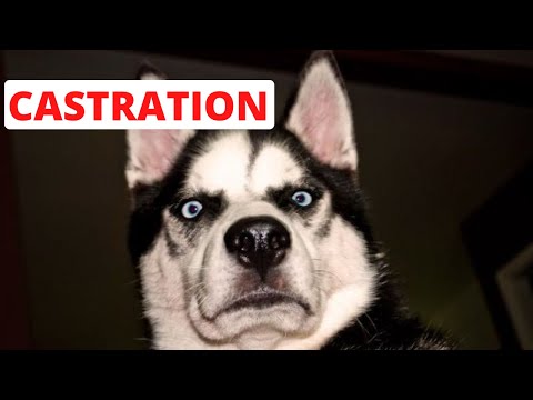 Your Dog Knows Exactly What You’re Saying