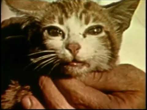 Francis Pottenger's Cats Experiment - Raw meats vs Cooked meats
