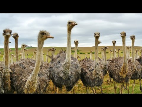 Vale a pena criar avestruz no Brasil?  VEJA A CRIAÇÃO DESSA AVE