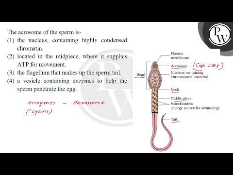 The acrosome of the sperm is-....
