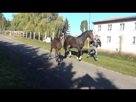 Dinken-Cassini I colt * 2015 for sale