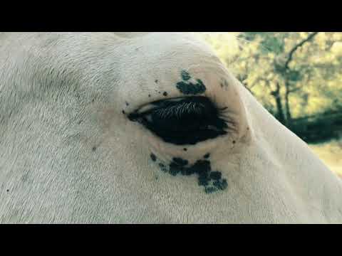 Daniel Romano's Outfit - Green Eye Shade [OFFICIAL] 2020
