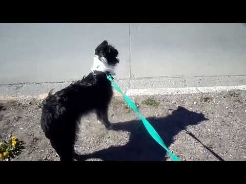 El Proceso de Rise of the Gago y Blanca Rosa