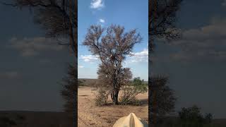 Download lagu Macan Tutul Menangkap Monyet di Udara! mp3 Download lagu Macan Tutul Menangkap Monyet di Udara! mp3