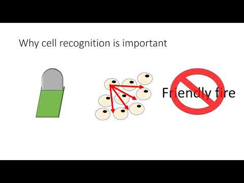 A Level Biology Phagocytosis, cell recognition and the immune system