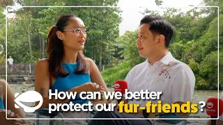 What is the government doing to better protect animals in Singapore? | Friendly Fire