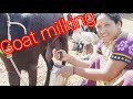 Goat Milking
