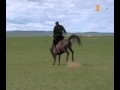 как монголы заезжают лошадей 