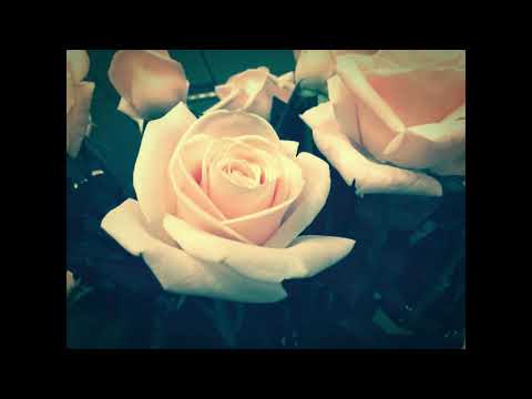 Một lần thôi - Trịnh Lam