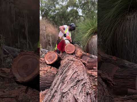 Stihl 064 cutting WA Jarrah