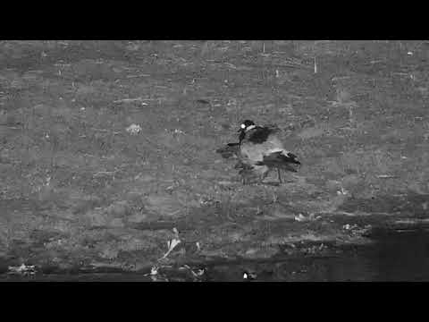 Djuma: Blacksmith Lapwing chicks trying to tuck in under parent - 20:46 - 12/03/20