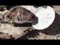 FLIES WORK ON DEAD FISH HEAD