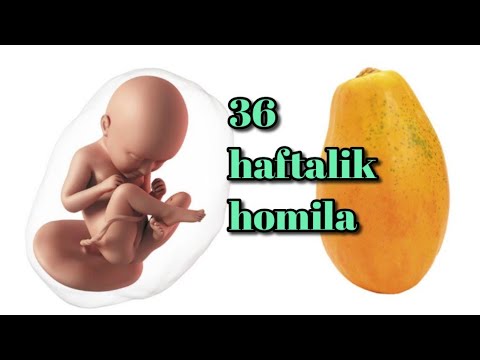 36 haftalik homila. Homiladorlikning 36-haftasi.