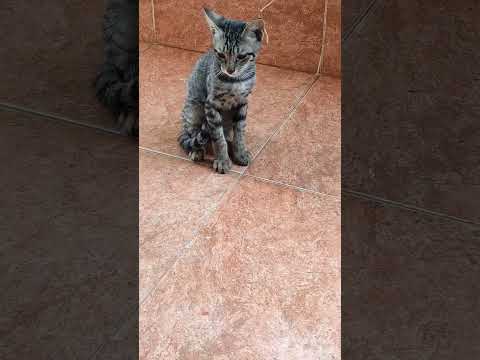 Meow Kitten #cat #kitten #greycats #love #cute #meow