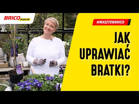 , title : 'Jak uprawiać bratki? Kompozycje na balkon i do ogrodu'