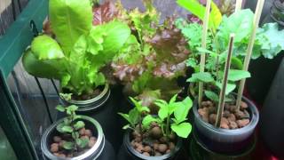 How I Grow My Plants With No Soil