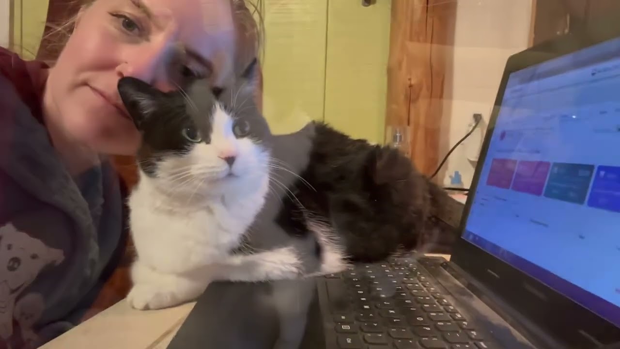 Enlarge Penelope, a Adoptable Domestic Short Hair in Grand Junction, CO video 6/6