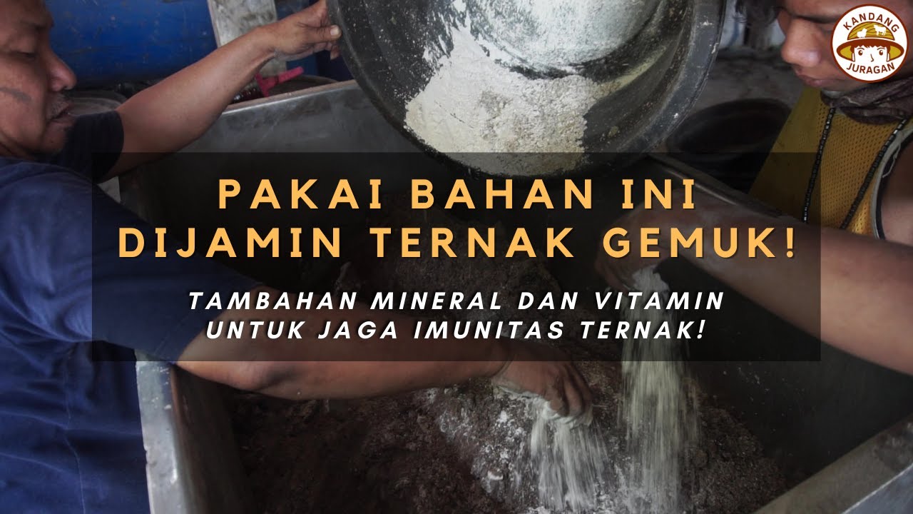SUMBER NUTRISI PAKAN TERNAK TAMBAHAN! Ternak Gemuk dan Tidak Roboh!