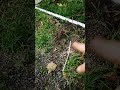 Building Walk In Metal Chicken Runs