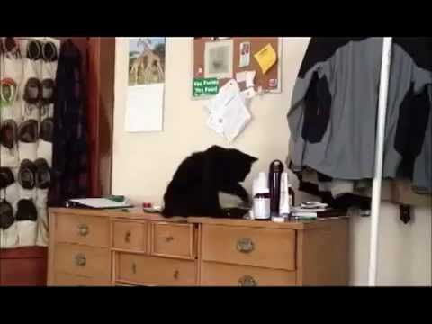 [Fixed] Teddy the asshole MGM cat