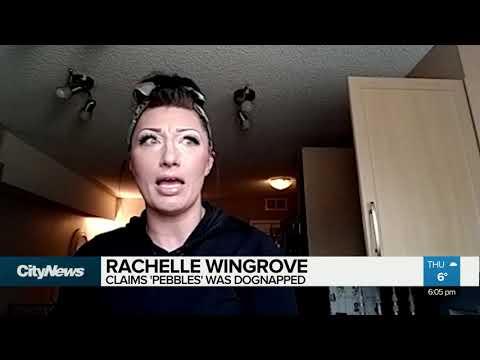 ‘Just please bring my dog back’: Owner’s desperate plea in dognapping incident