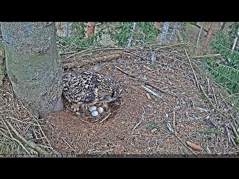 2017/03/27 15h06m Latvian Eurasian Owl Three eggs in the nest
