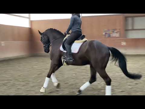 Verkaufspferd - 5-jähriger Wallach v. Descadero (Danone x Hohenstein) aus Wolkentanz x Bolero Mutter