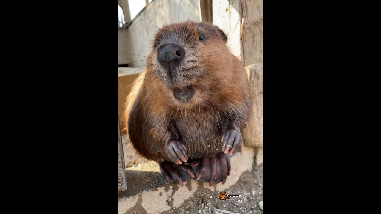 生後7ヶ月のきよちゃん🌸 Kiyo at 7 months old 🌸 #アメリカビーバー #ビーバー #beaver #cuteanimals #かわいい動物 #animalshorts
