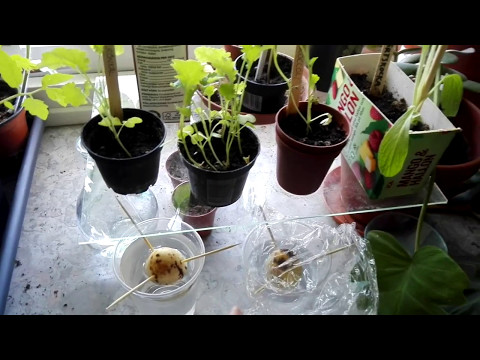 Odlingsdagboken #4 10/5 '17 Hur odlar man avokado?