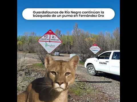 Guardafaunas de Río Negro continúan la búsqueda de un puma en Fernández Oro