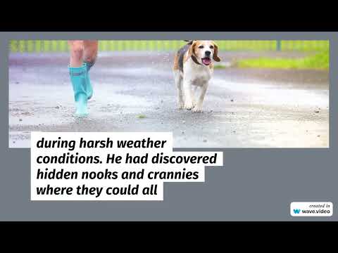 story of street dogs