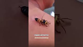 Nunca Faça Isso com uma Vespa-Gigante-Asiática 😳 #curiosidades #fatoscuriosos #shorts