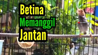 Download lagu PRENJAK BETINA Gacor Istimewa Suara Jernih Memanggil Jantan, Cocok Buat MASTERAN. mp3