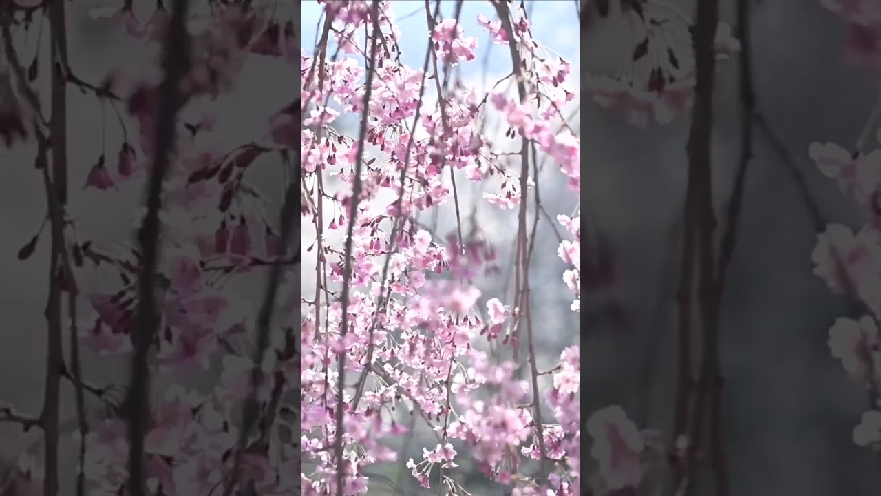 Cherry Blossoms and Birds Chirping