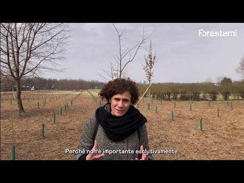 Forestami 2022 - Intervista a Daniela Gambino