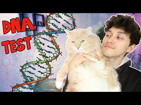 I DNA TESTED MY CAT