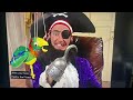 When You Host The Patchy The Pirate English