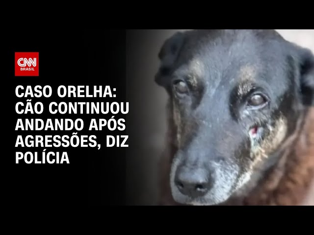 Cão Orelha continuou andando após agressão, diz polícia | CNN 360º