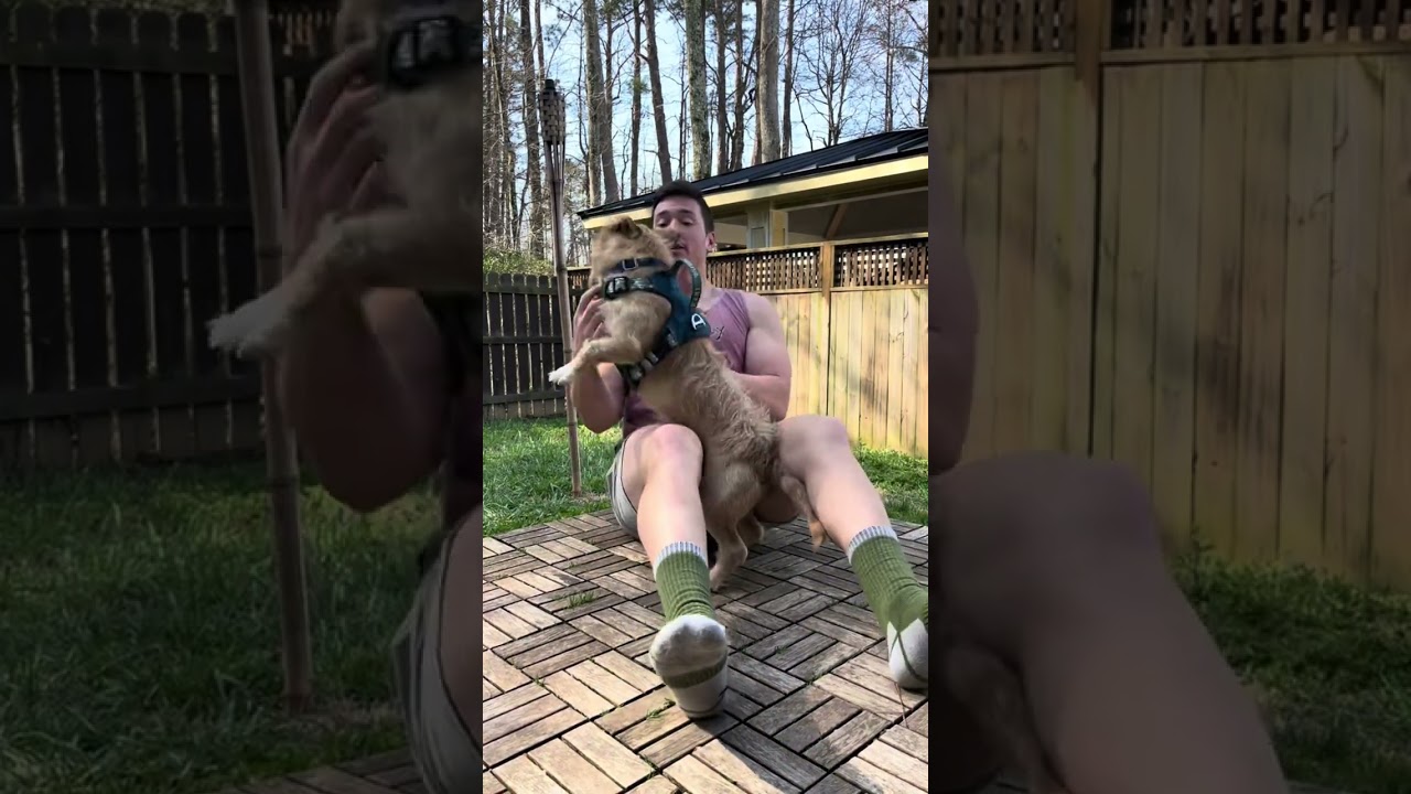 Enlarge Hampton, an adoptable mixed breed in Kennesaw, GA video 6/6