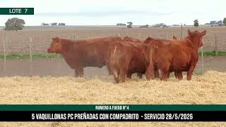 5 Vaquillonas PC Preñadas - Los Choles - Plaza Ganadera