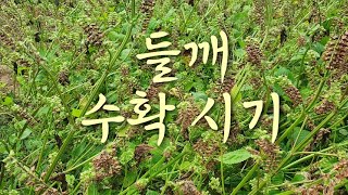 #들깨 수확하기 #들깨 하는방법