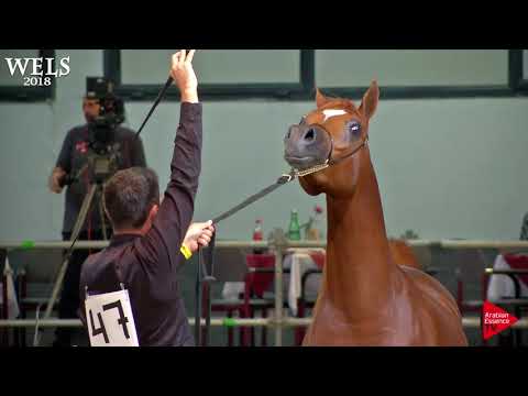 N.47 D SHALLAL - Wels 2018 - 2 Years Old Colts (Class 4)