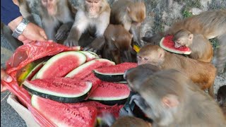 feeding 40 kilogram watermelon to the Hungry wild monkey