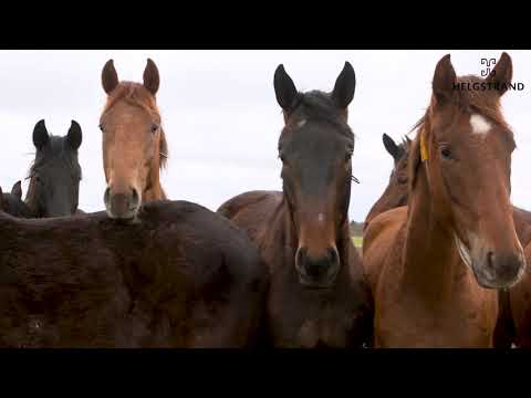 Helgstrand Youngsters - Presentation and stable tour