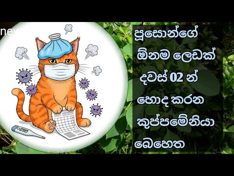 ඕනම පූස් ලෙඩක් දවස් දෙකෙන් හොදකරන කුප්පමේනියා බෙහෙත ☘️ | homemade medicine for cats #viralvideo #cat