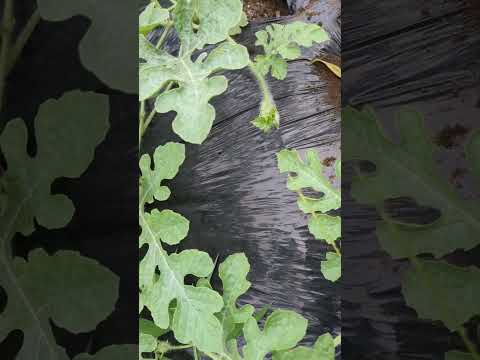 化学薬品を使わずに植物の成長を促進する、オレンジの皮から作られた天然肥料の 2 つのアイデア  庭園