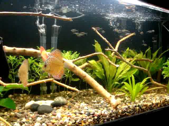 My Discus Fish Tank