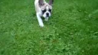 preview picture of video 'French bulldog + miniature dachshund - puppies playing'