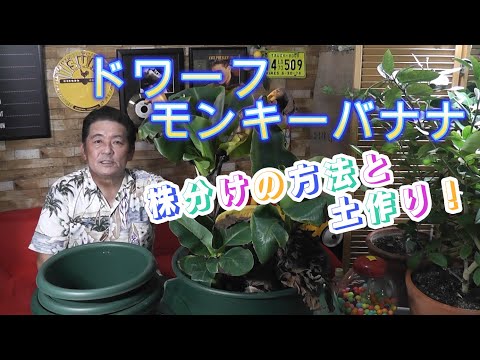 園芸 インド産のドワーフバナナの木